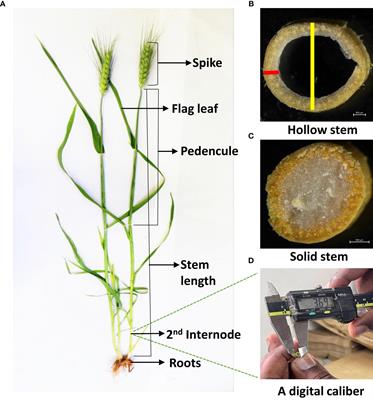 Stem traits promote wheat climate-resilience